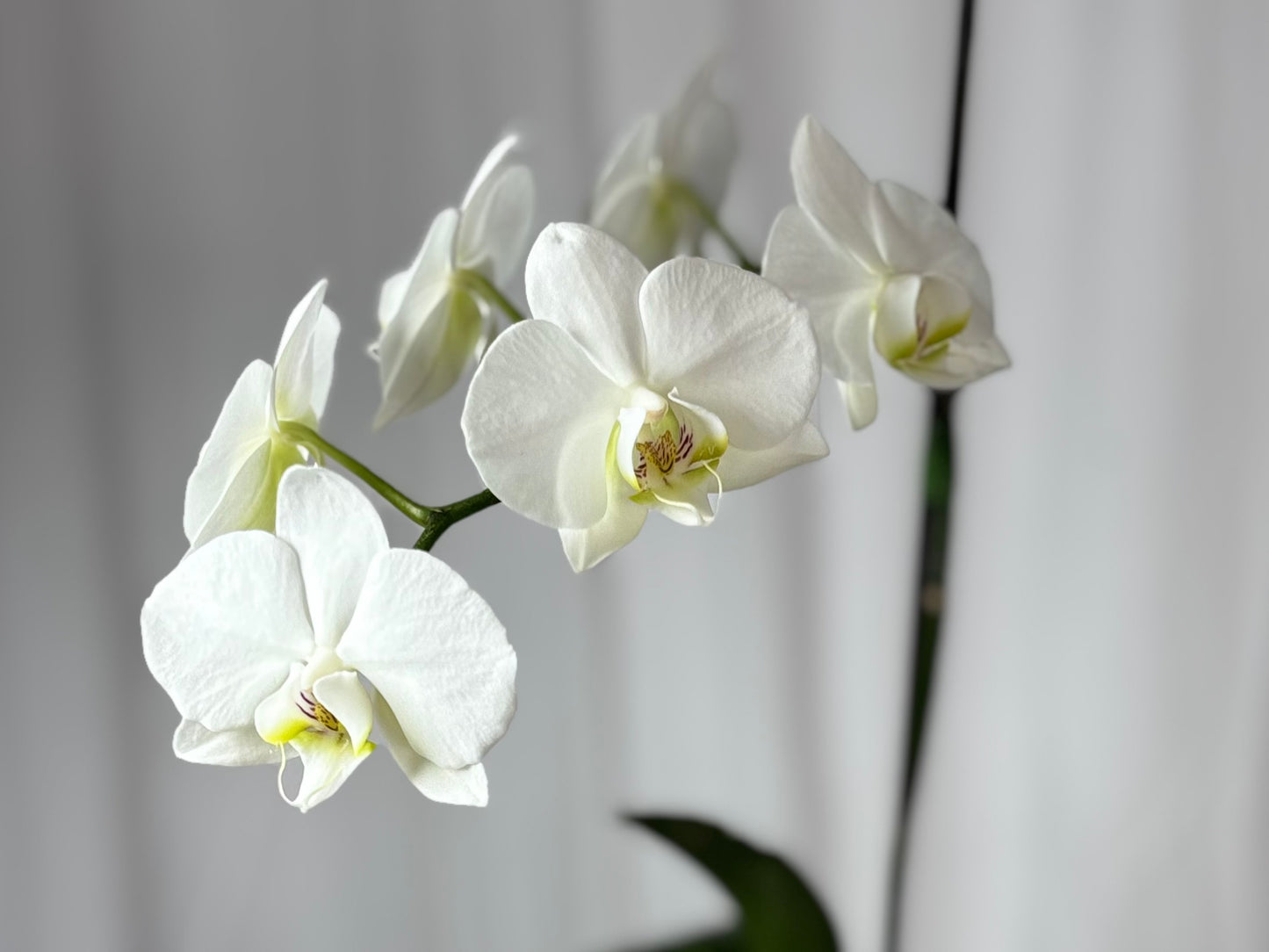 Bloom Baby