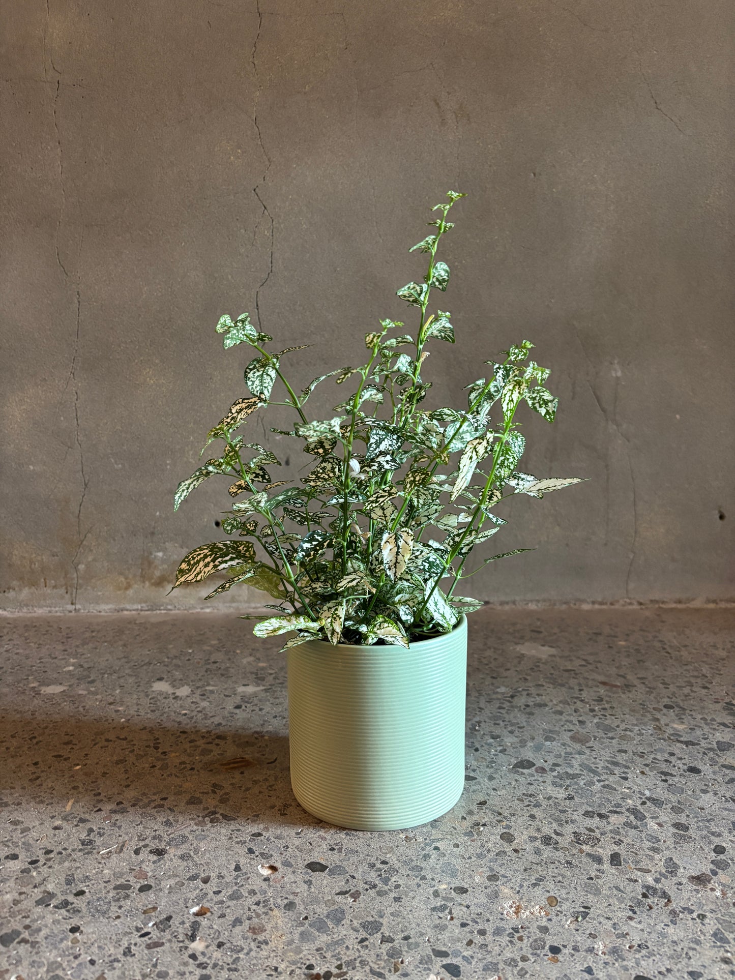 Hypoestes ‘Polka Dot’