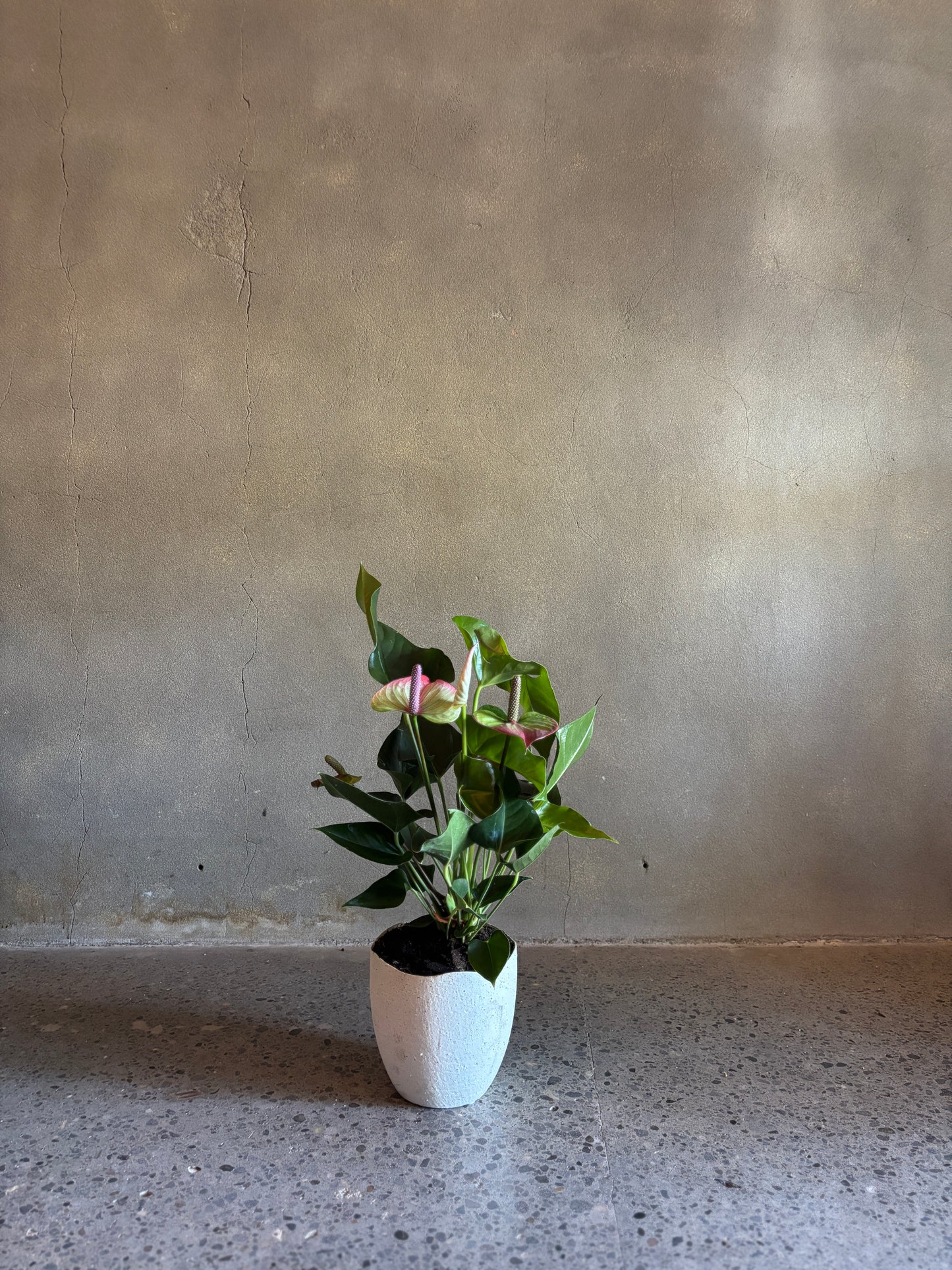 Anthurium