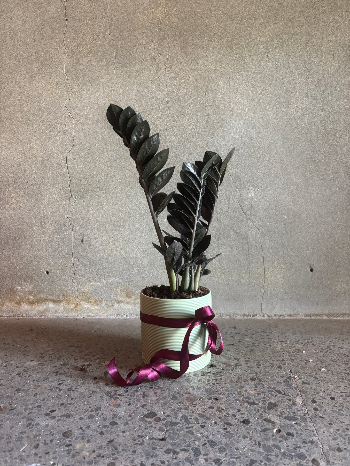 Zamioculcas Zamiifolia 'Black Raven'