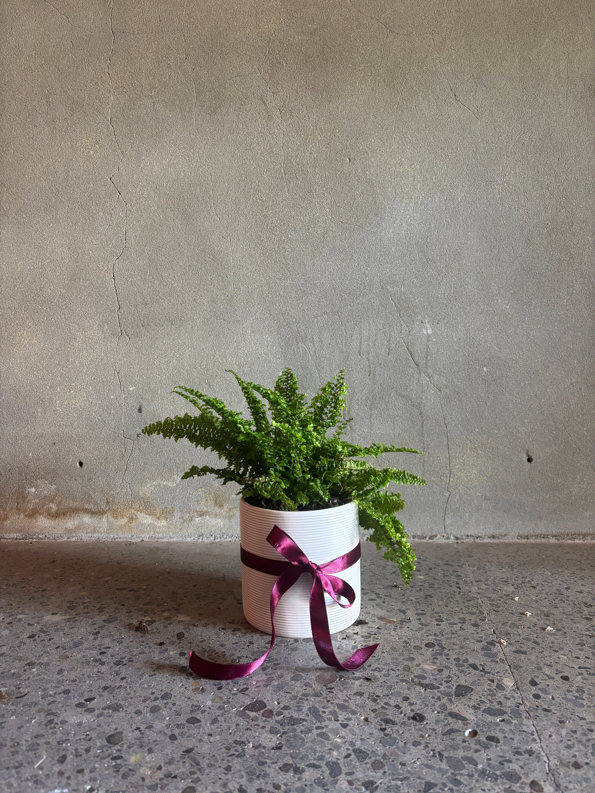 Shop Plants