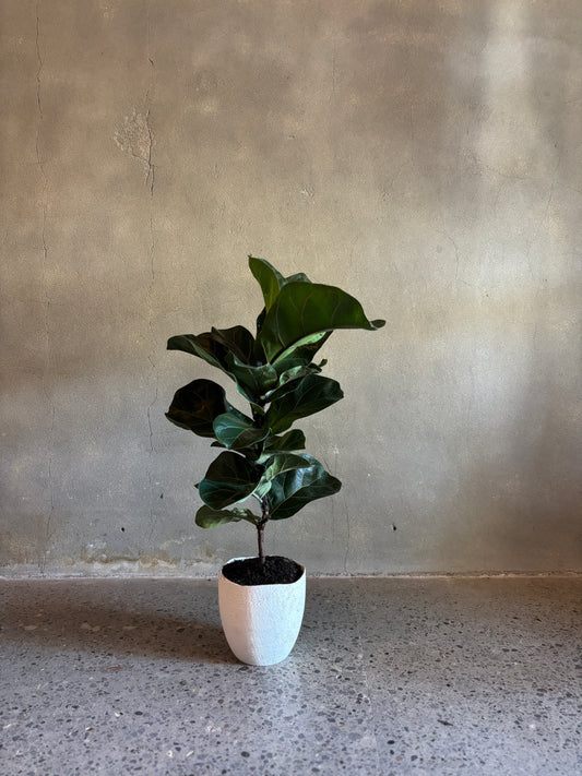 Fiddle Leaf Fig (Ficus)