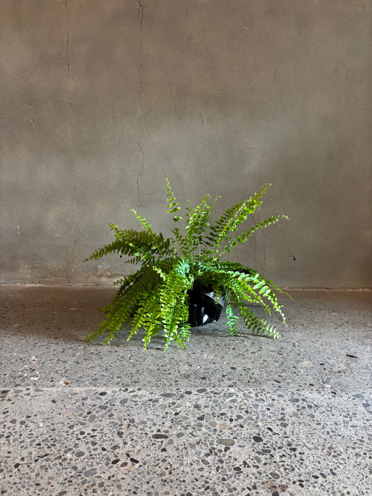 Boston Fern