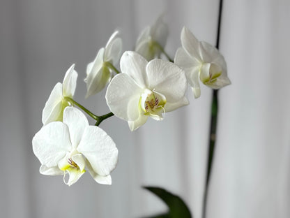 Bloom Baby