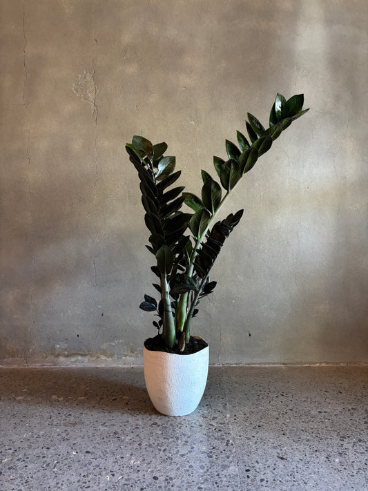 Black Zanzibar - Potted
