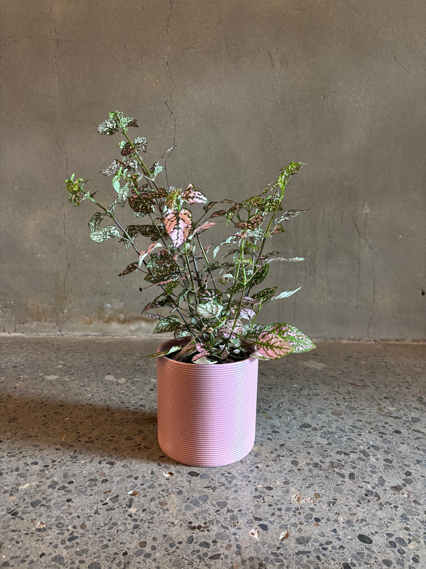 Hypoestes ‘Polka Dot’
