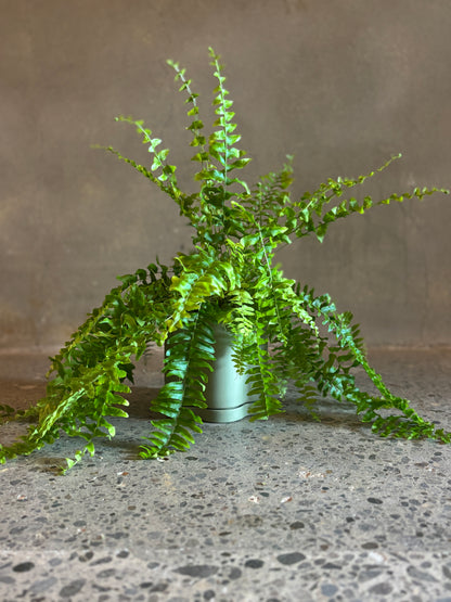 Boston Fern