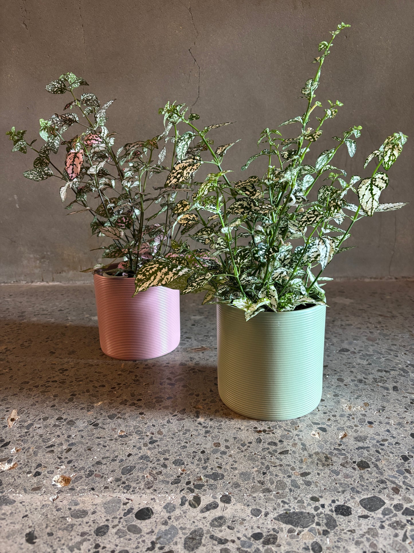 Hypoestes ‘Polka Dot’