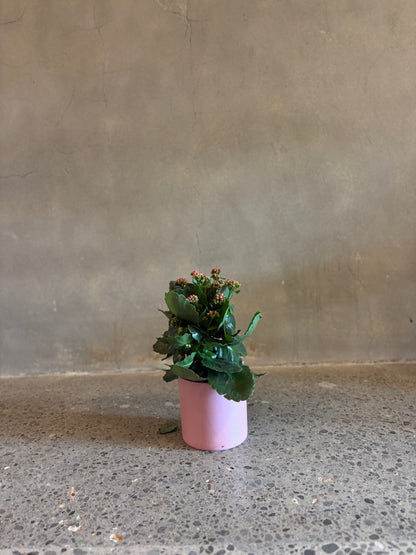 Kalanchoe Plant