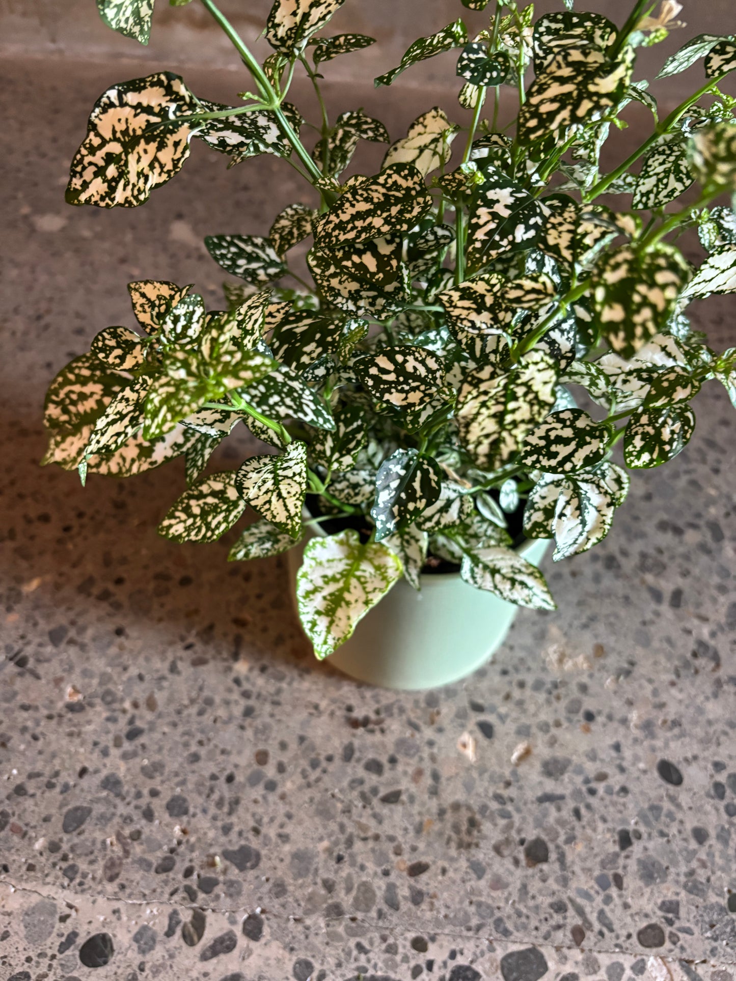 Hypoestes ‘Polka Dot’