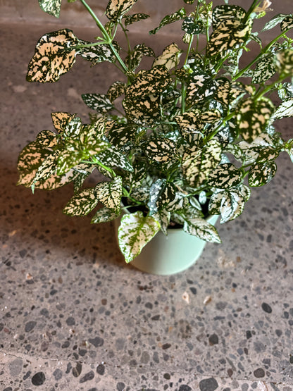 Hypoestes ‘Polka Dot’