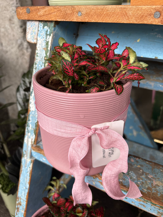 ‘Fittonia’ Nerve Plant