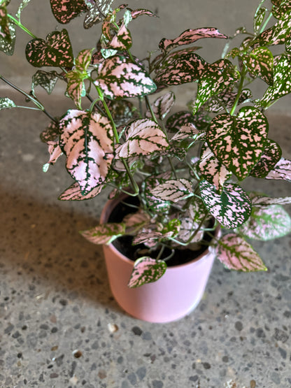 Hypoestes ‘Polka Dot’