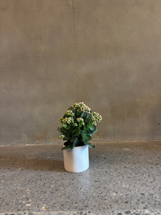 Kalanchoe Plant