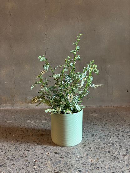 Hypoestes ‘Polka Dot’