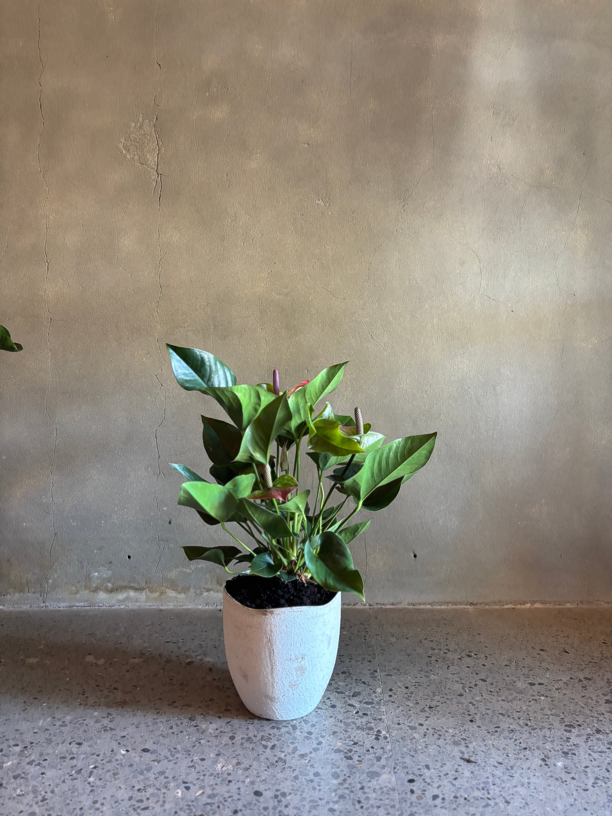 anthurium plant nz Anthurium Plant | Buy Houseplants Online NZ | Canopy Floral New Plymouth – New Plymouth Florist