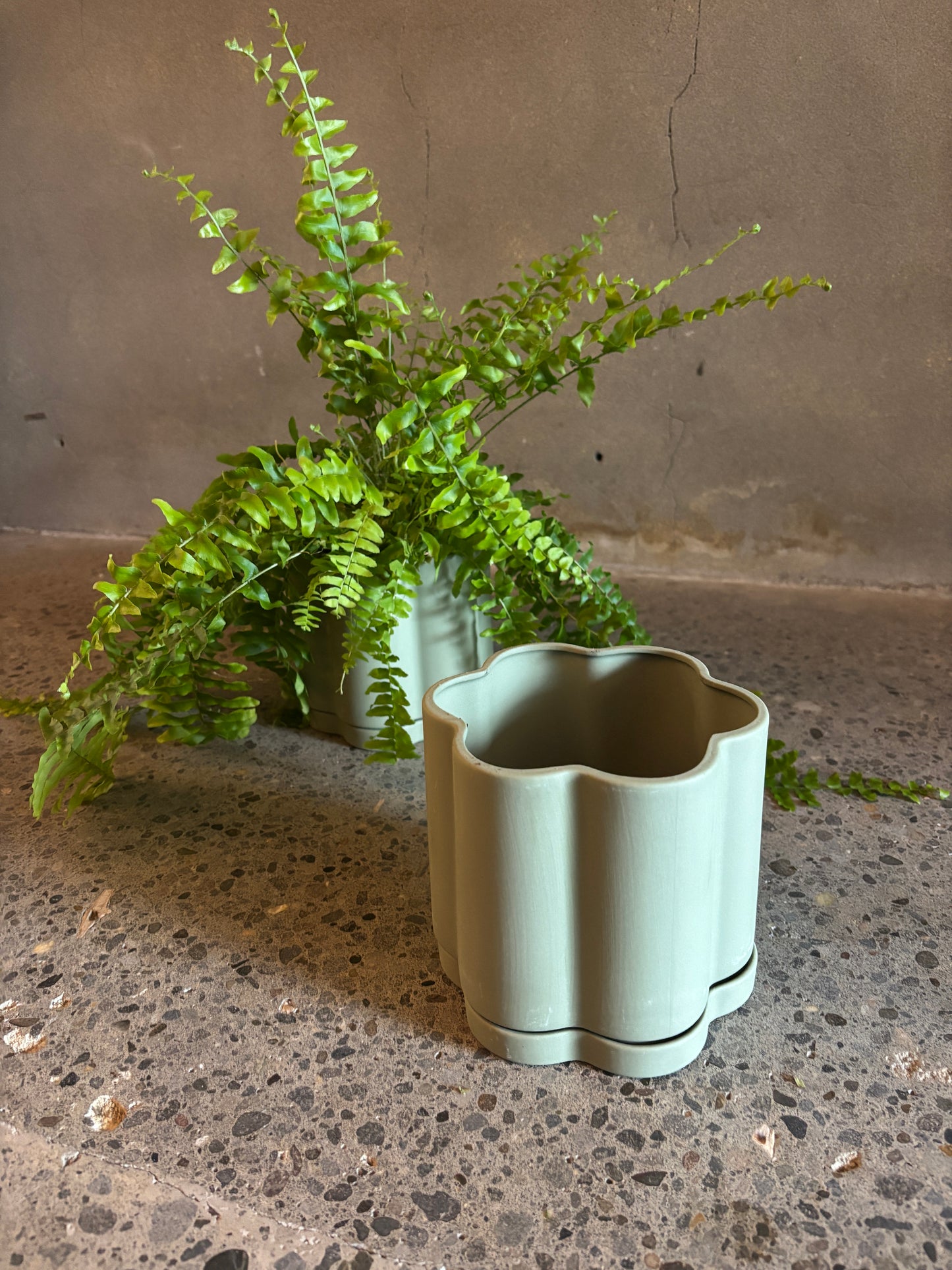 Boston Fern