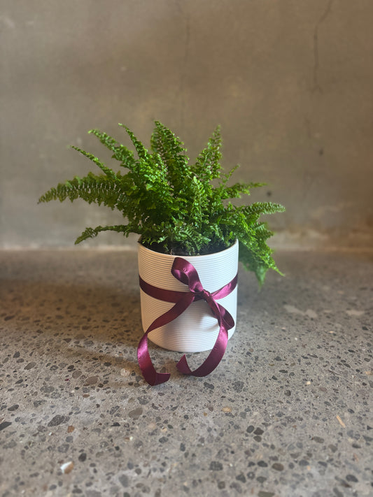 Nephrolepis ‘Fluffy Ruffle’ Fern