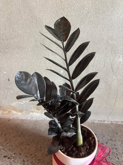 Zamioculcas Zamiifolia 'Black Raven'