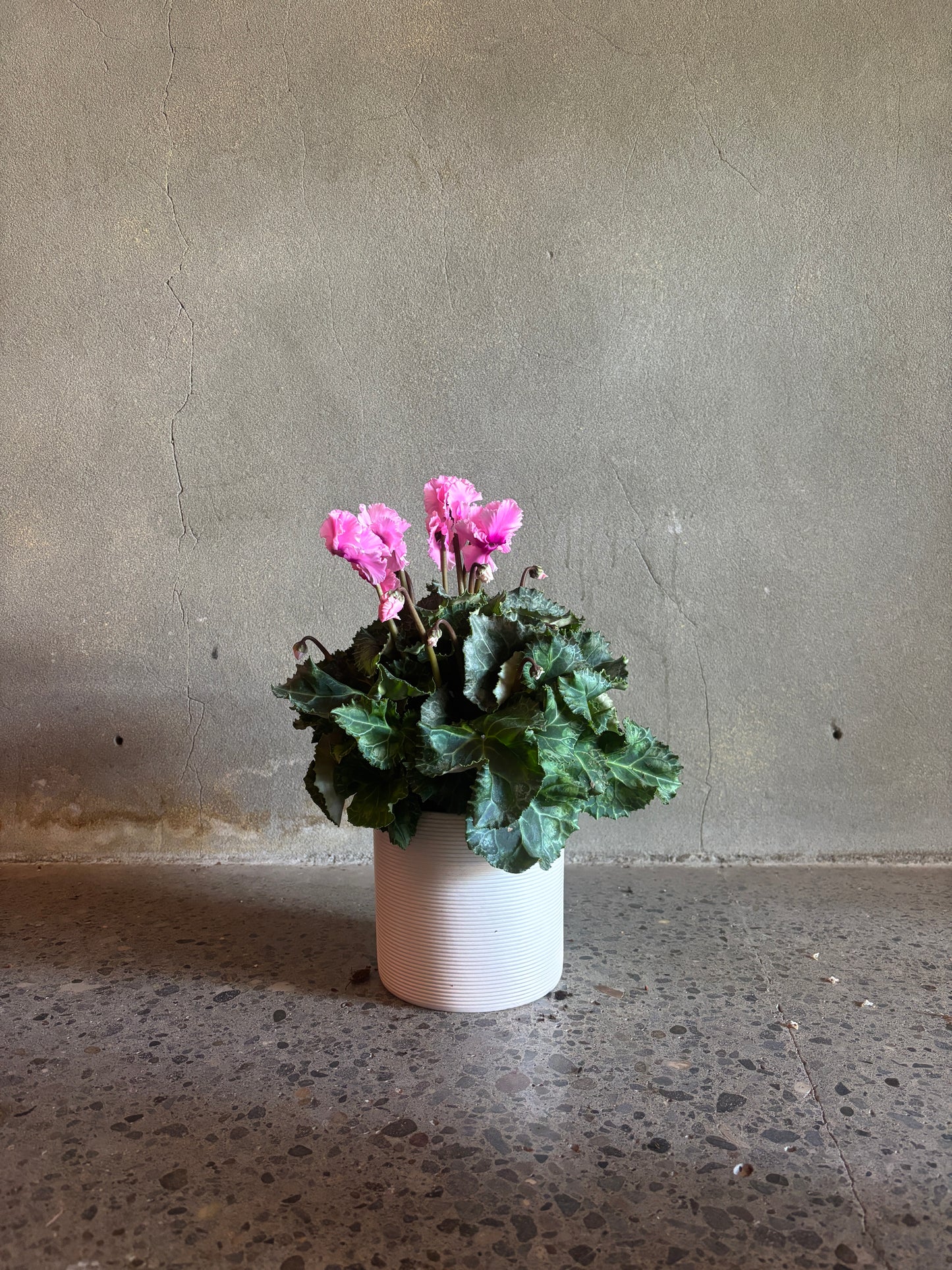 Cyclamen 'Merengue'