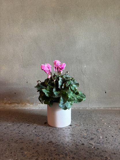 Cyclamen 'Merengue'