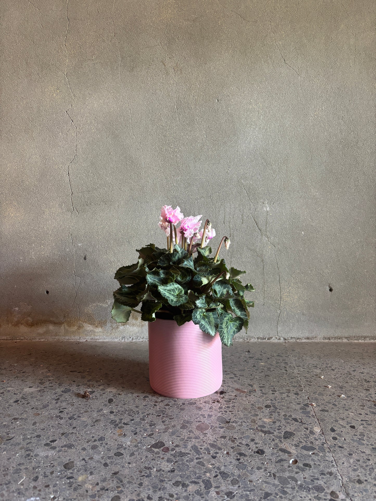 Cyclamen 'Merengue'