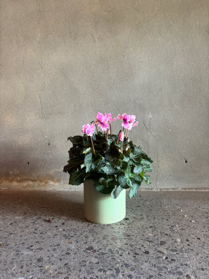 Cyclamen 'Merengue'