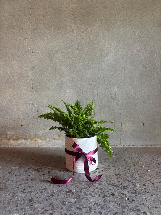 Nephrolepis ‘Fluffy Ruffle’ Fern