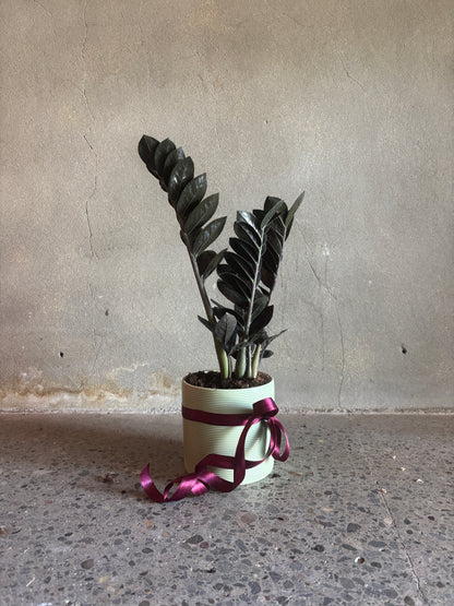 Zamioculcas Zamiifolia 'Black Raven'