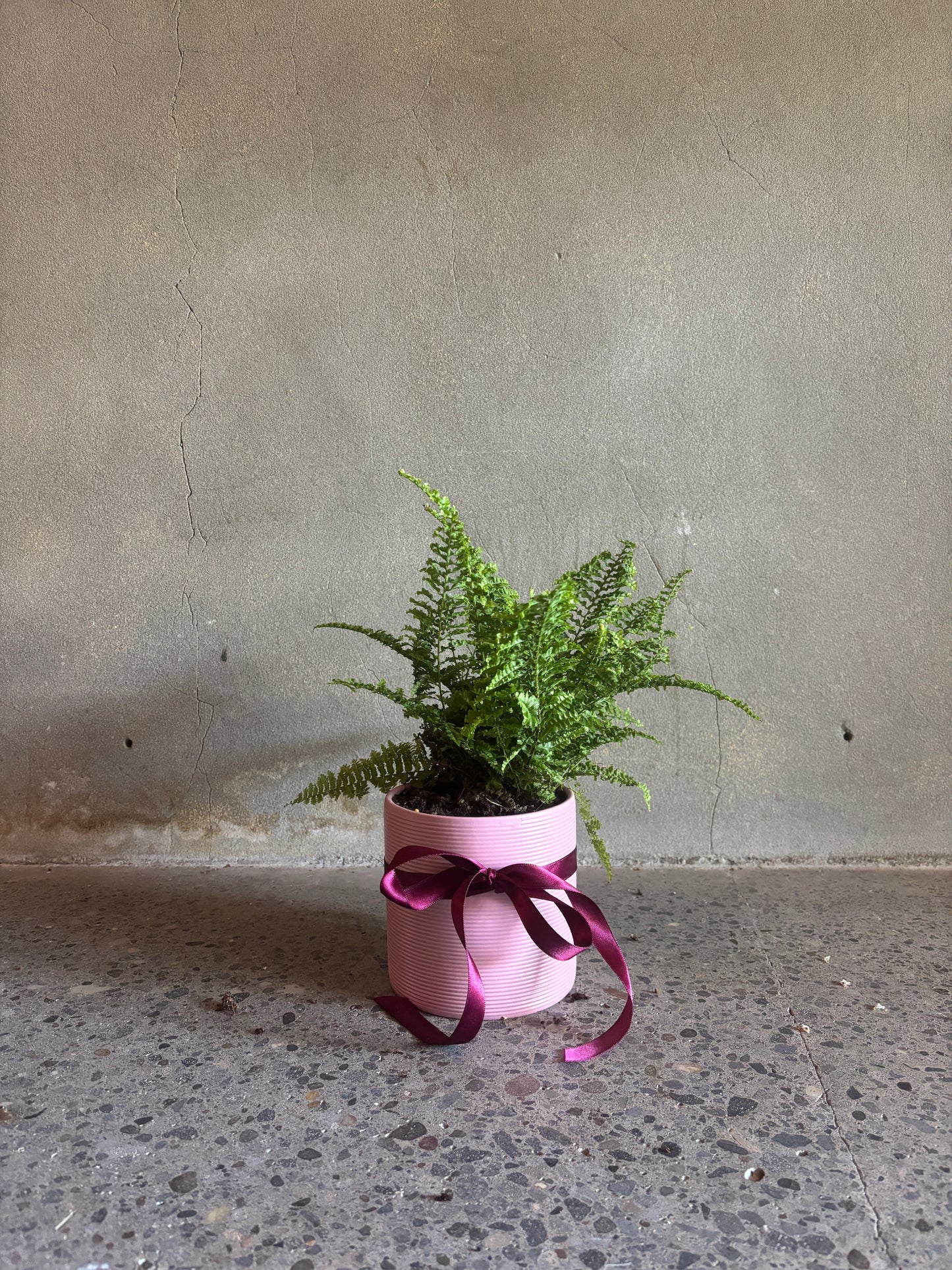 Nephrolepis ‘Fluffy Ruffle’ Fern