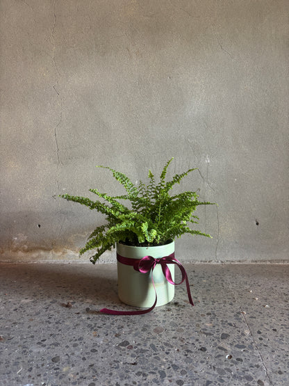 Nephrolepis ‘Fluffy Ruffle’ Fern