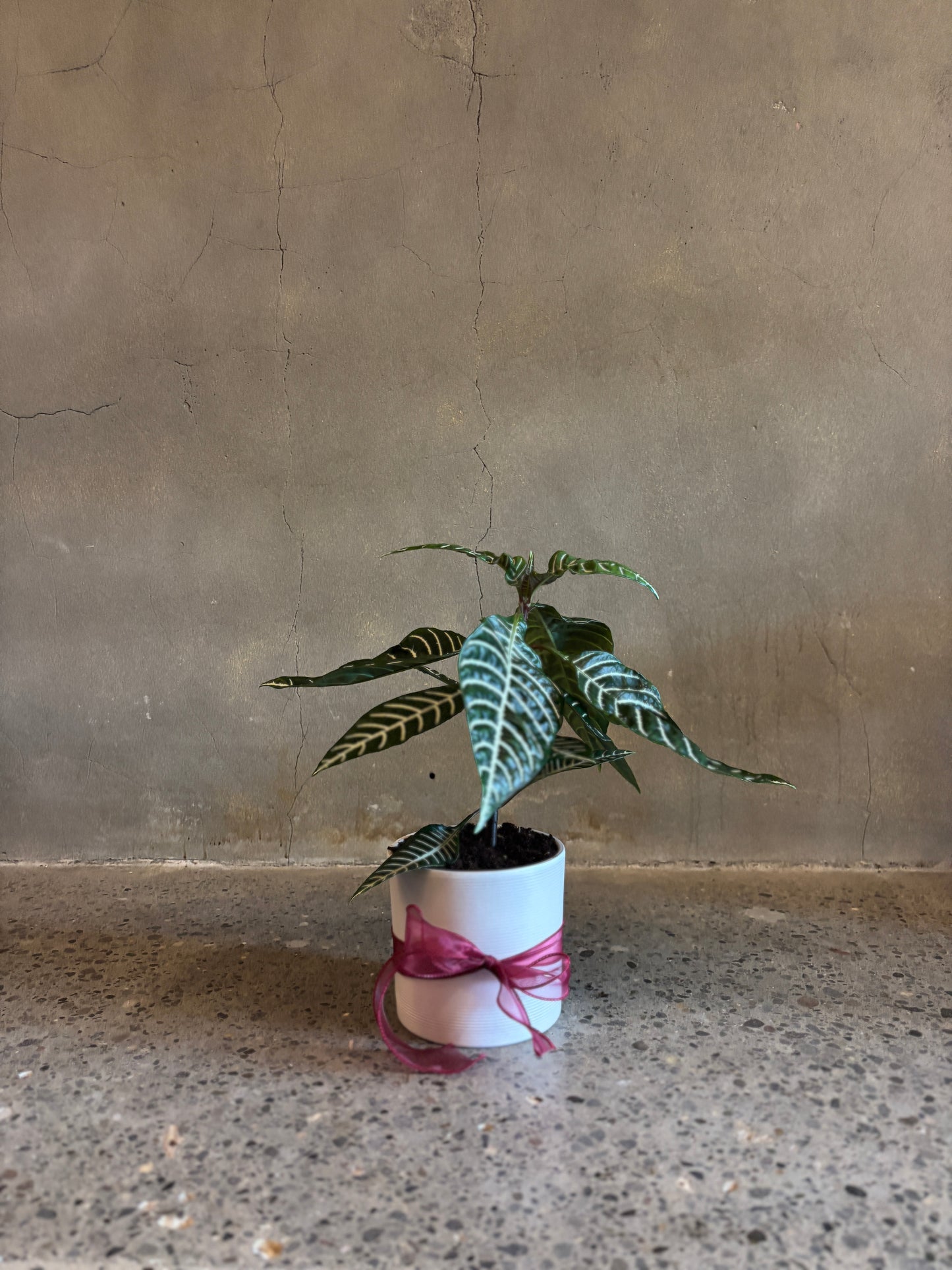 Alphelandra 'Zebra' Plant