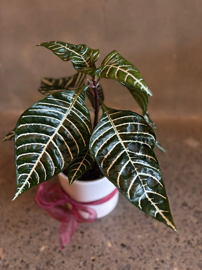 Alphelandra 'Zebra' Plant