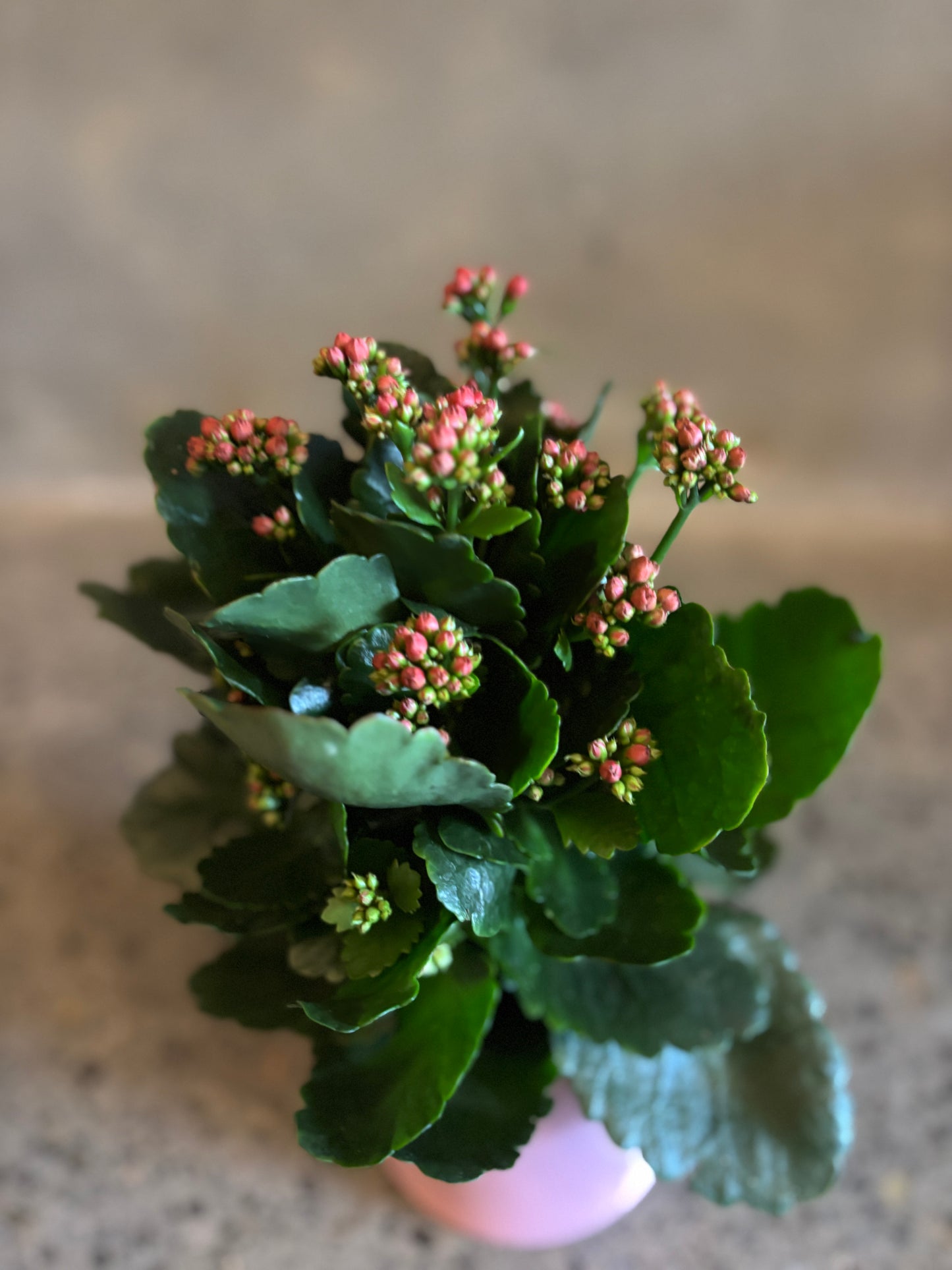Kalanchoe Plant