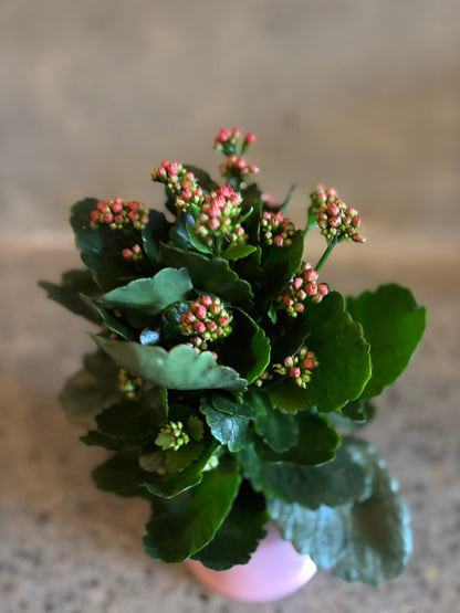 Kalanchoe Plant