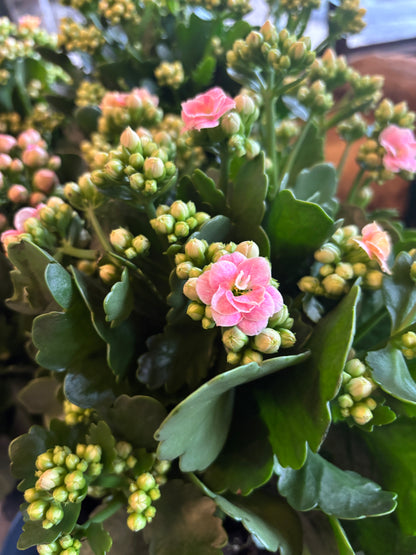 Kalanchoe Plant